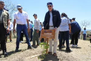 El Caimoní fue una de las especies de árboles sembradas en la jornada de reforestación en la cuenca del río Yaque del Norte. Fuente externa
