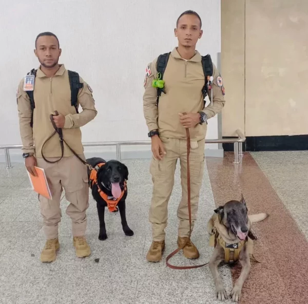 Unidades caninas de Defensa Civil se capacitan en Guatemala para localizar personas bajo escombros