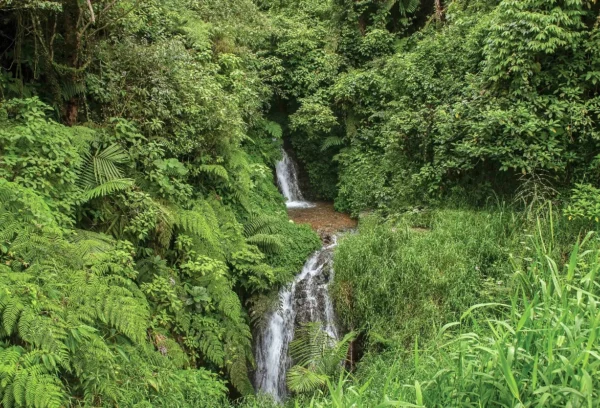 Los bosques  capturan carbono,  regulan el clima y protegen recursos hídricos y biodiversidad.