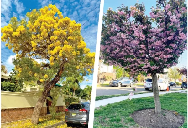 Roble amarillo, un indicador de que es primavera,  mientras que la Tabebuia heterophylla atraen con sus flores rosadas.