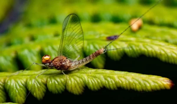Poseen seis patas, ojos,  antenas y alas de poca duración.