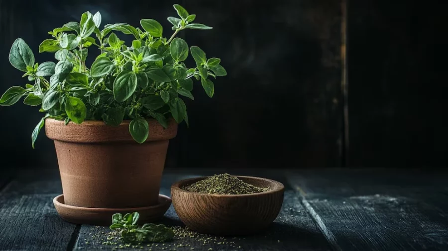 Hojas de albahaca y oregano