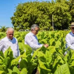 Exportación de tabaco dominicano genera más de US$1,340 millones anuales
