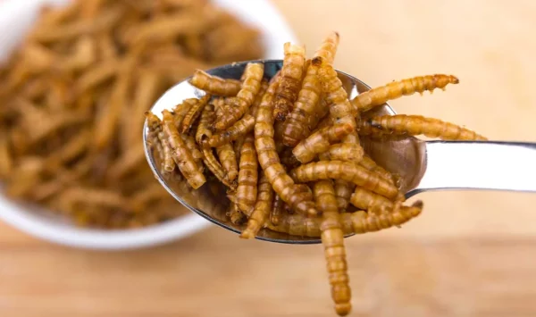 Insectos comestibles