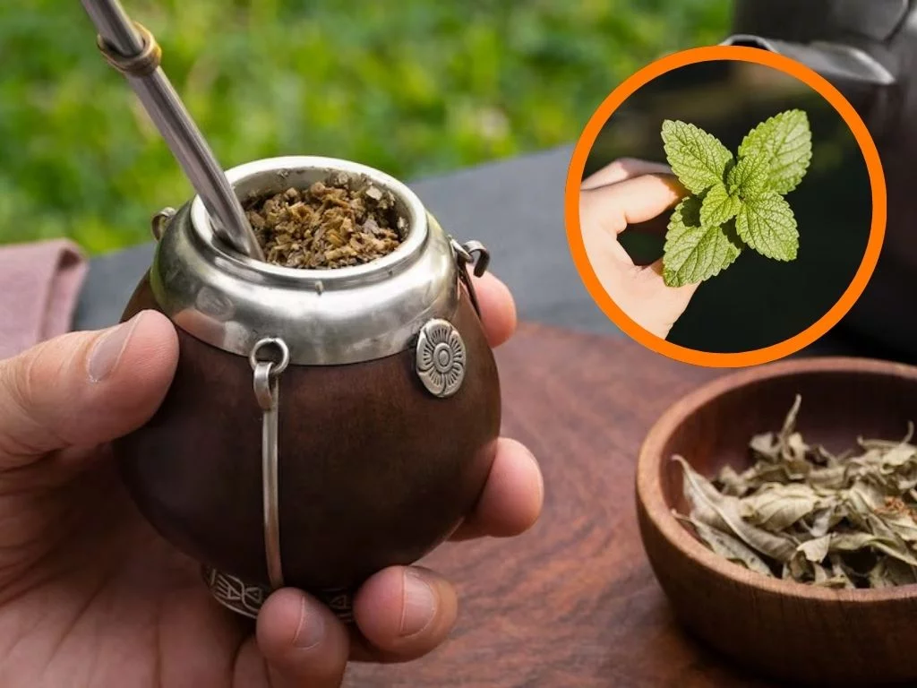 Té de mate