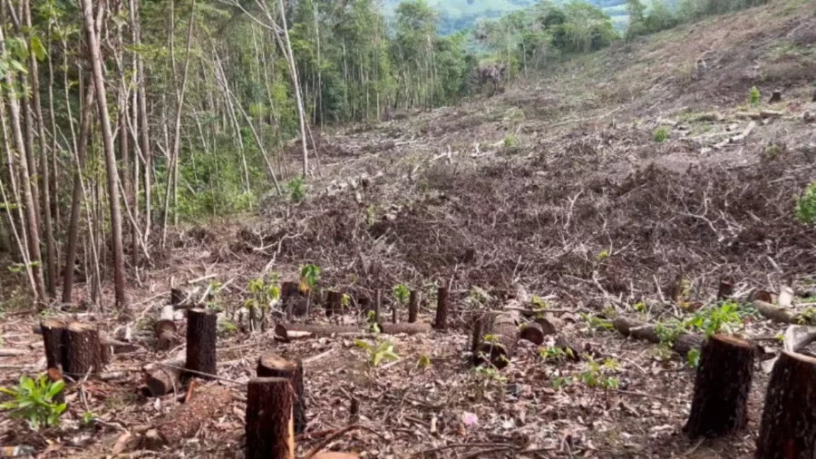 Opción Democrática respalda denuncia por tala en Río Naranjo y la llama «depredación» Opción Democrática respalda denuncia por tala en Río Naranjo y la llama «depredación»