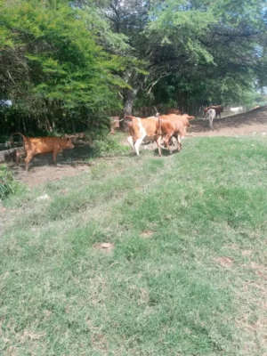 Cuatrerismo, ganaderos