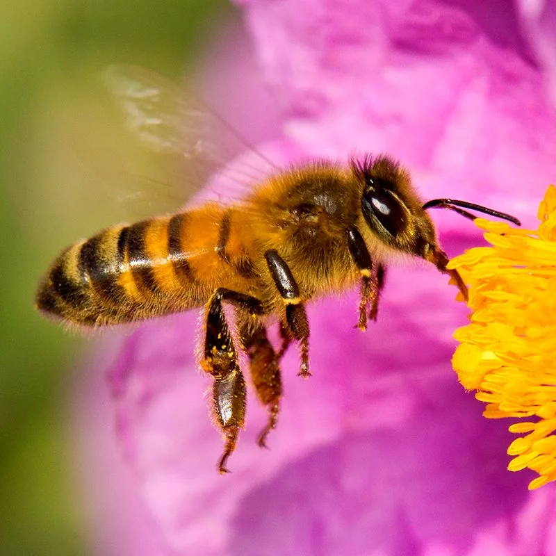 abeja-europea-apis-mellifera-tambien-llamada-abeja-domestica-o-abeja-melifera_6de1f6a3_800x800