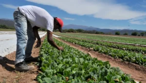 Los productores alertaron las estafas en el sector agrícola. Fuente externa