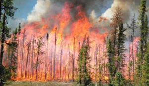 Los recientes incendios forestales en Canadá han movilizado a cientos de personas de sus hogares. Fuente externa