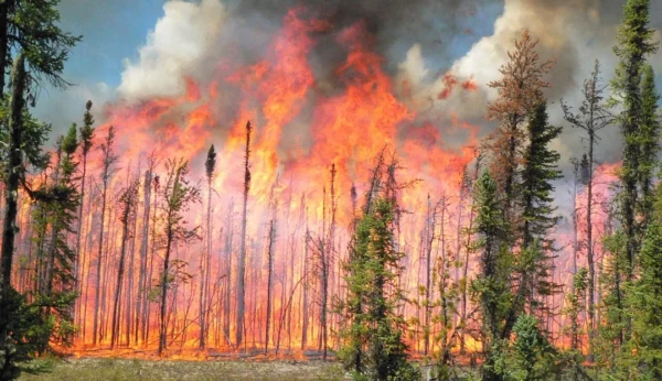 Los recientes incendios forestales en Canadá han movilizado a cientos de personas de sus hogares. Fuente externa