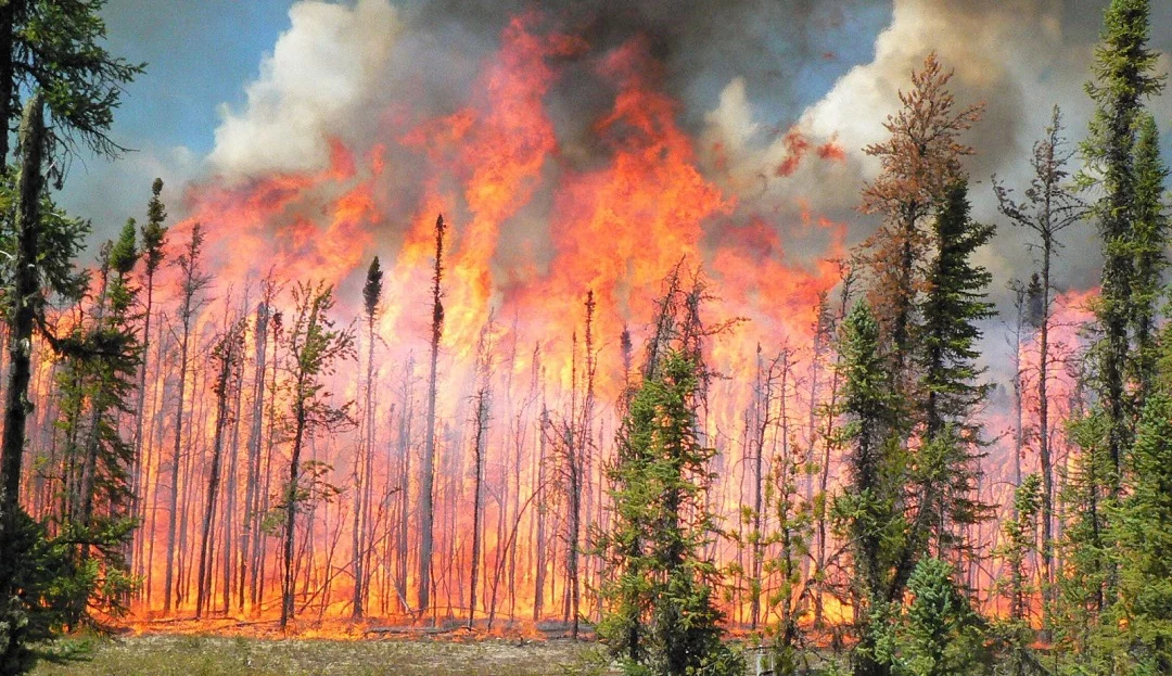 Los recientes incendios forestales en Canadá han movilizado a cientos de personas de sus hogares. Fuente externa