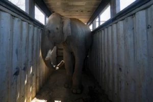 elefante de sinaloa