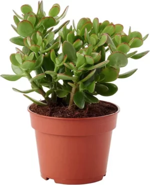 la planta que atrae el dinero