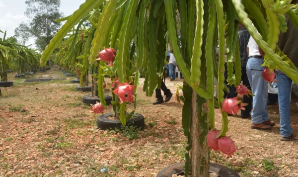 El mercado se enfoca en productos más saludable y orgánicos, dijo Biviana Riveiro.