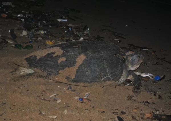 La descomposición del alga altera las condiciones físico-químicas del agua que igual le daña.