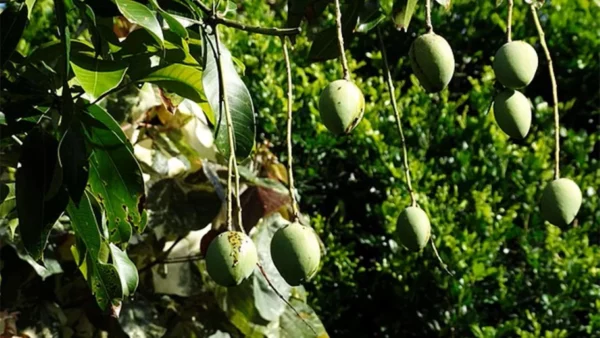 77OEWQL2IFHG7MRE6PAFW3L25M p