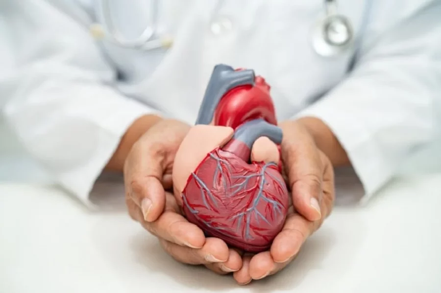 Los investigadores se centraron en una proteína presente en las células cardíacas Los investigadores se centraron en una proteína presente en las células cardíacas