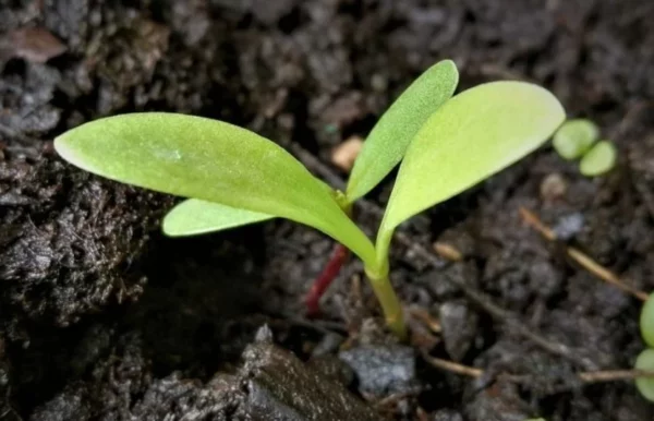 Los suelos fértiles tienen la particularidad de retener agua. Fuente externa