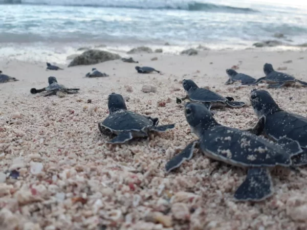 Huevos de tortuga bajo vigilancia