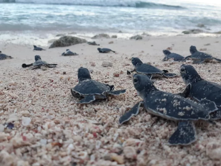 Huevos de tortuga bajo vigilancia Huevos de tortuga bajo vigilancia