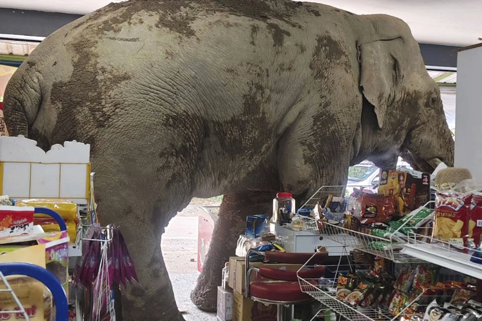 elefante de tailandia