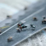 Denuncian plaga de mosquitos, moscas y ratas en Los Mina
