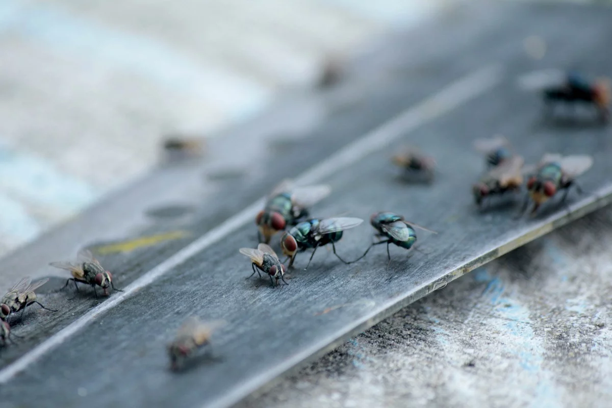Denuncian plaga de mosquitos, moscas y ratas en Los Mina