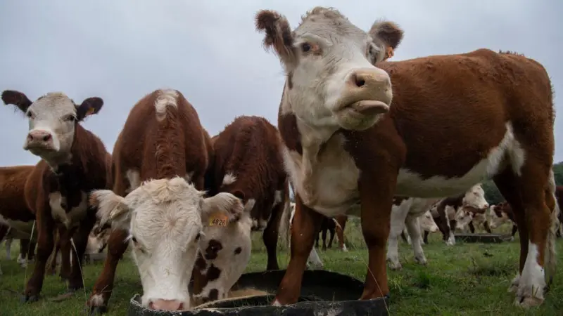 vacas vacas