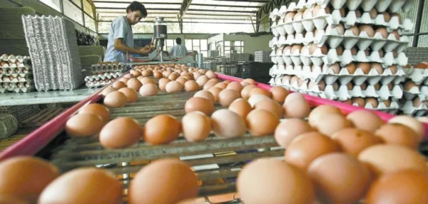 De los 360 millones de unidades de huevos producidos, en el país se consume  cerca del 70 %, indicó Manuel Escaño, presidente del gremio de productores.