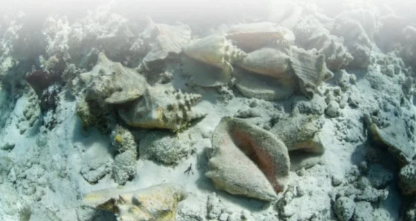 Su época de desove va de abril a octubre, con mayor actividad entre junio y agosto. Cada masa gelatinosa contiene hasta 750,000 huevos, y las hembras pueden producir entre 6 y 14 masas por temporada.