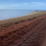 El sargazo, un reto ambiental que pone en peligro al turismo global