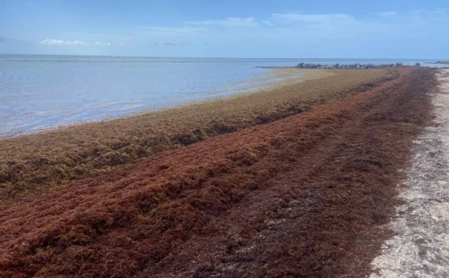 Las algas están  invadiendo las  costas del país, dejando grandes cúmulos en las playas.