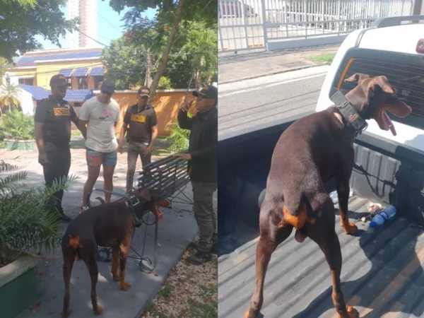 Arrestado hombre que lanzó dos perros.