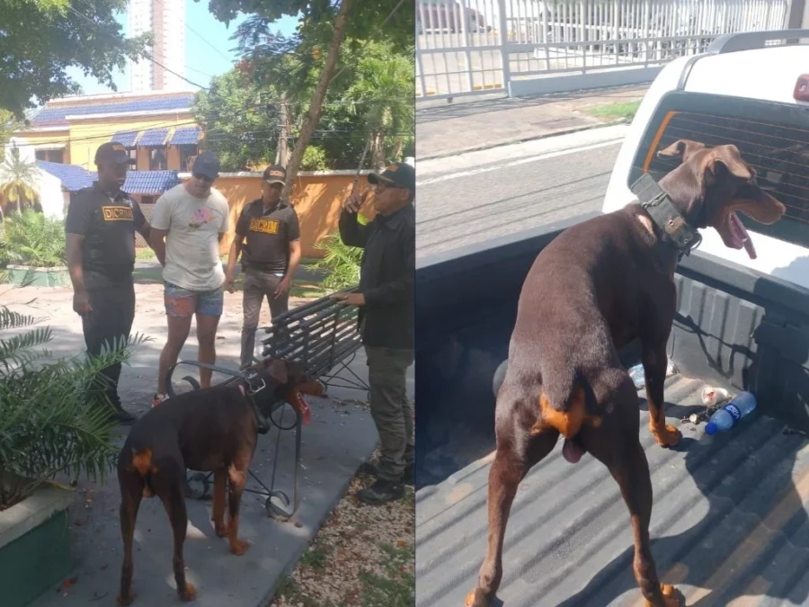 Arrestado por lanzar perro Arrestado por lanzar perro