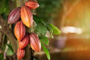Día Mundial del Cacao, una fuente de producción agrícola de RD