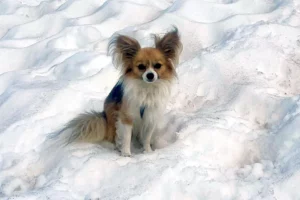 Chihuahua héroe: ayuda a rescatar a un hombre en un glaciar suizo