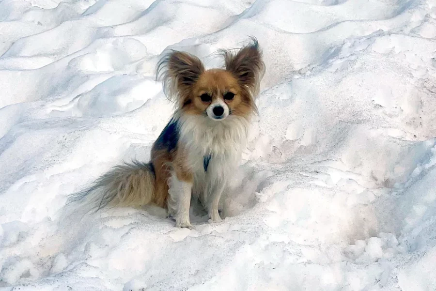 Chihuaha