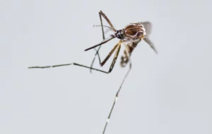 Mosquito transmisor del chikunguña.
