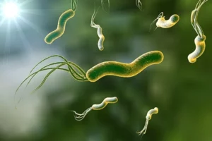 Una bacteria ocasiona el 75% de los cánceres digestivos