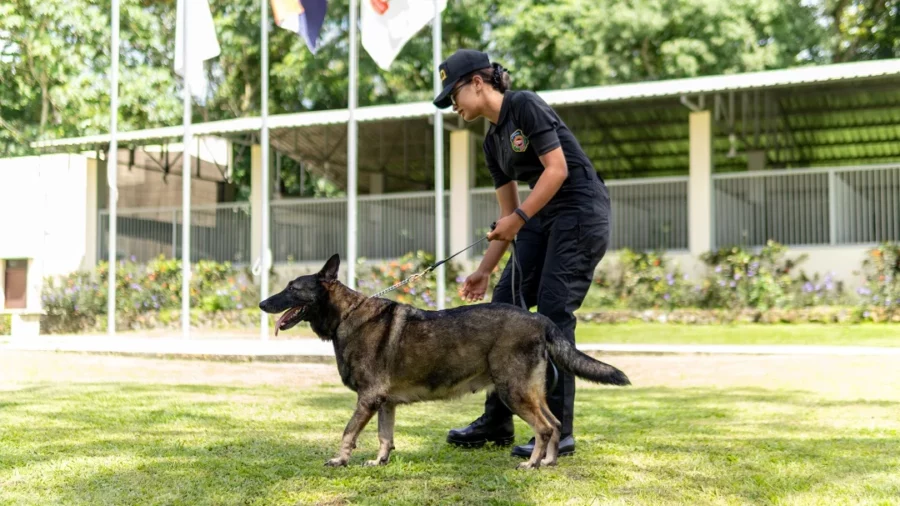 Perros de la DNCD Perros de la DNCD