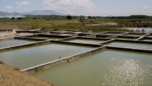 El presidente del Comité de Acuicultura de la Junta Agroempresarial Dominicana, afirmó que el sector está abandonado.