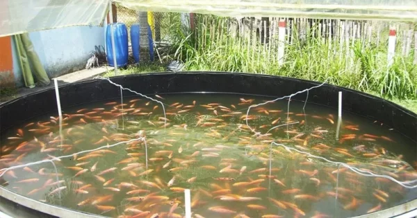 En Congreso se presentó avances en el cultivo y reproducción del mero basa (pangasius) y se analizará el impacto del estrés en la tilapia,