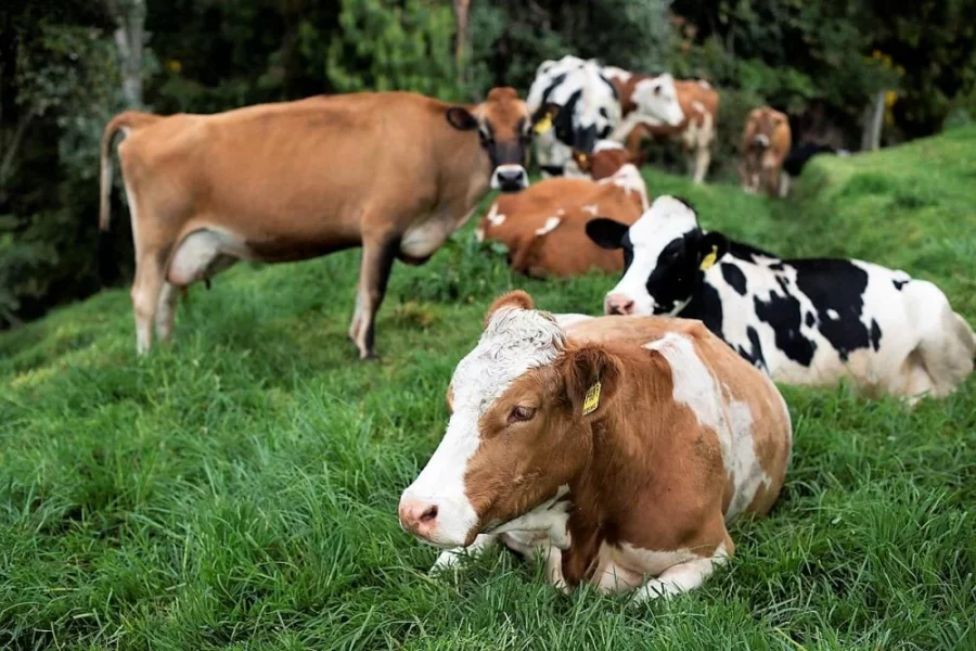Vacas Vacas