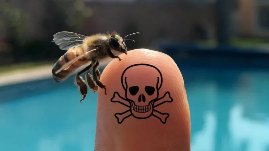 ataque de abejas