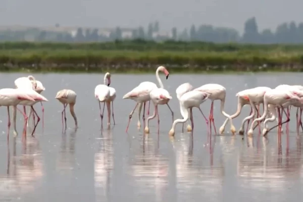 flamnecos cominedo arroz