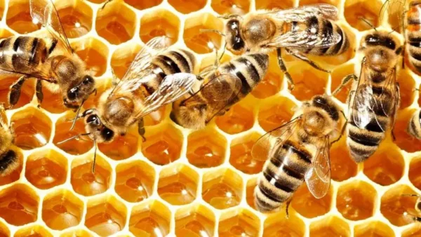 Getty Images Pie de foto,¿Por qué las abejas abanican la miel con sus alas?