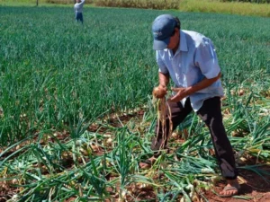 Agricultor de cebollas