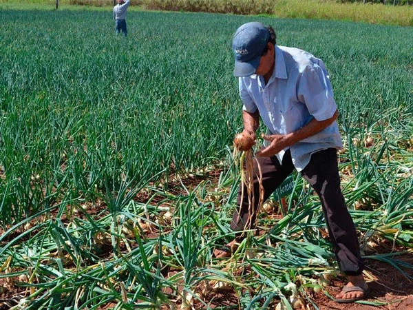 PRODUCTORES DE CEBOLLAS PRODUCTORES DE CEBOLLAS