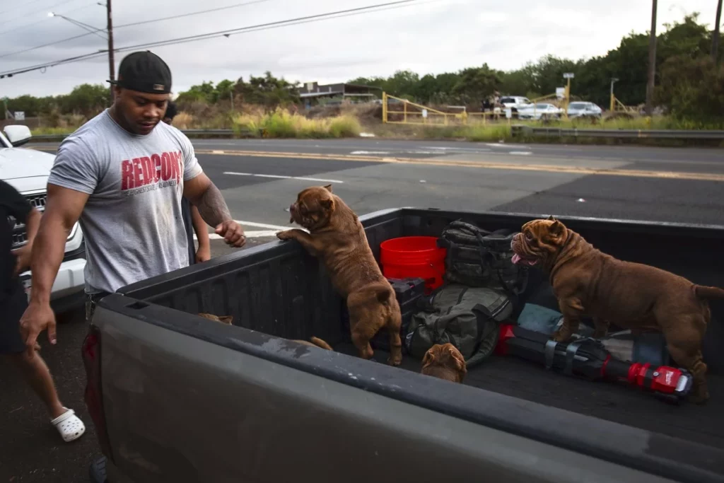 tsunami - perritos- Rusia